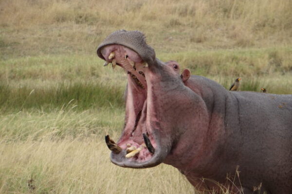 Hippo met bek helemaal open in Serengeti Tanzania safari rondreis