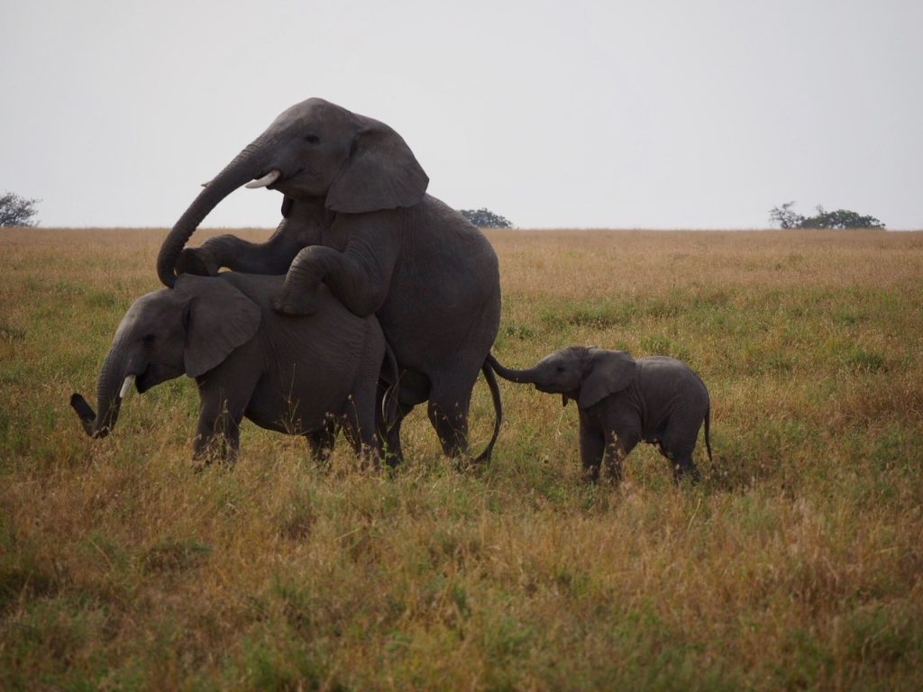 parende olifanten met een kleintje die met zijn slurfje ook mee doet tanzania