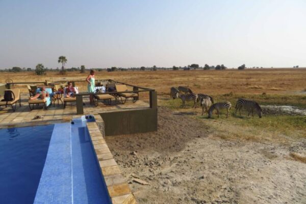 Aan het zwembad van Maramboi lodge Tarangire met zebra's