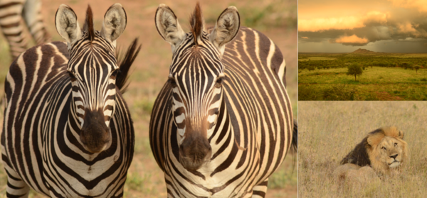 twee zebra's die in de camera kijken en een mannetje leeuw op de serengeti tijdens een familiesafari tanzania