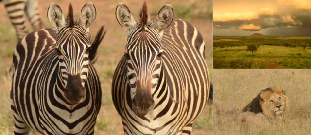 twee zebra's die in de camera kijken en een mannetje leeuw op de serengeti tijdens een familiesafari tanzania