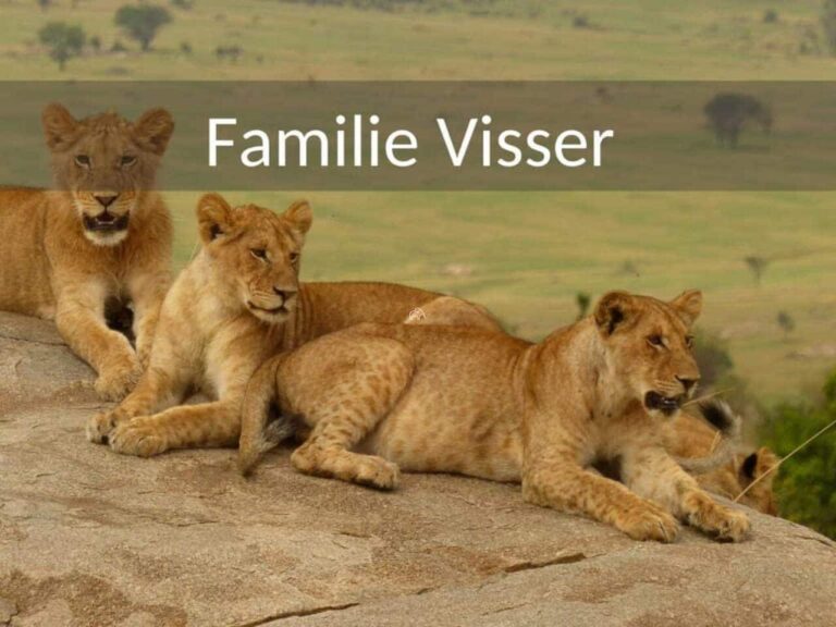 17 daagse rondreis door Tanzania en Zanzibar van familie Visser met oudere kinderen. Er liggen leeuwen welpjes en een volwassen leeuwin op een kopje in de Serengeti