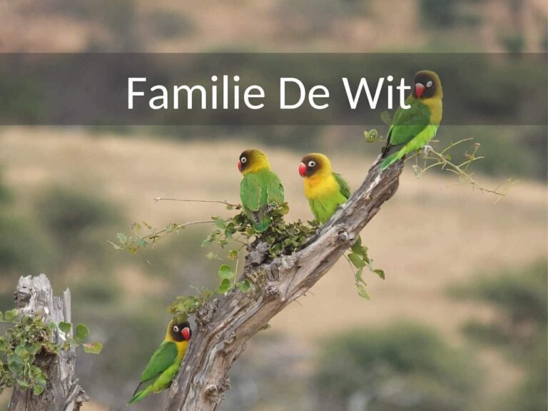 Safari Tanzania en Pemba eiland 18 dagen. Familie de Wit met jonge kinderen. Tijdens hun rondreis door Tanzania komen ze meerder black headed parrot tegen die op een tak zitten.