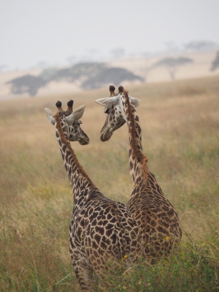 Op de vlaktes van de Serengeti staan twee verliefde giraffen in het hoge gras. Dicht tegen elkaar aan en ze kijken elkaar aan.