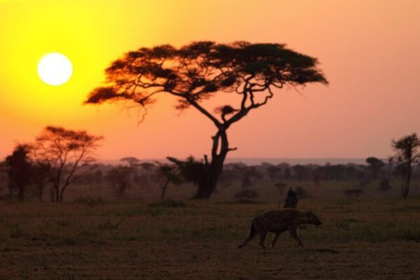 zonsondergang met hyena's op de voorgrond