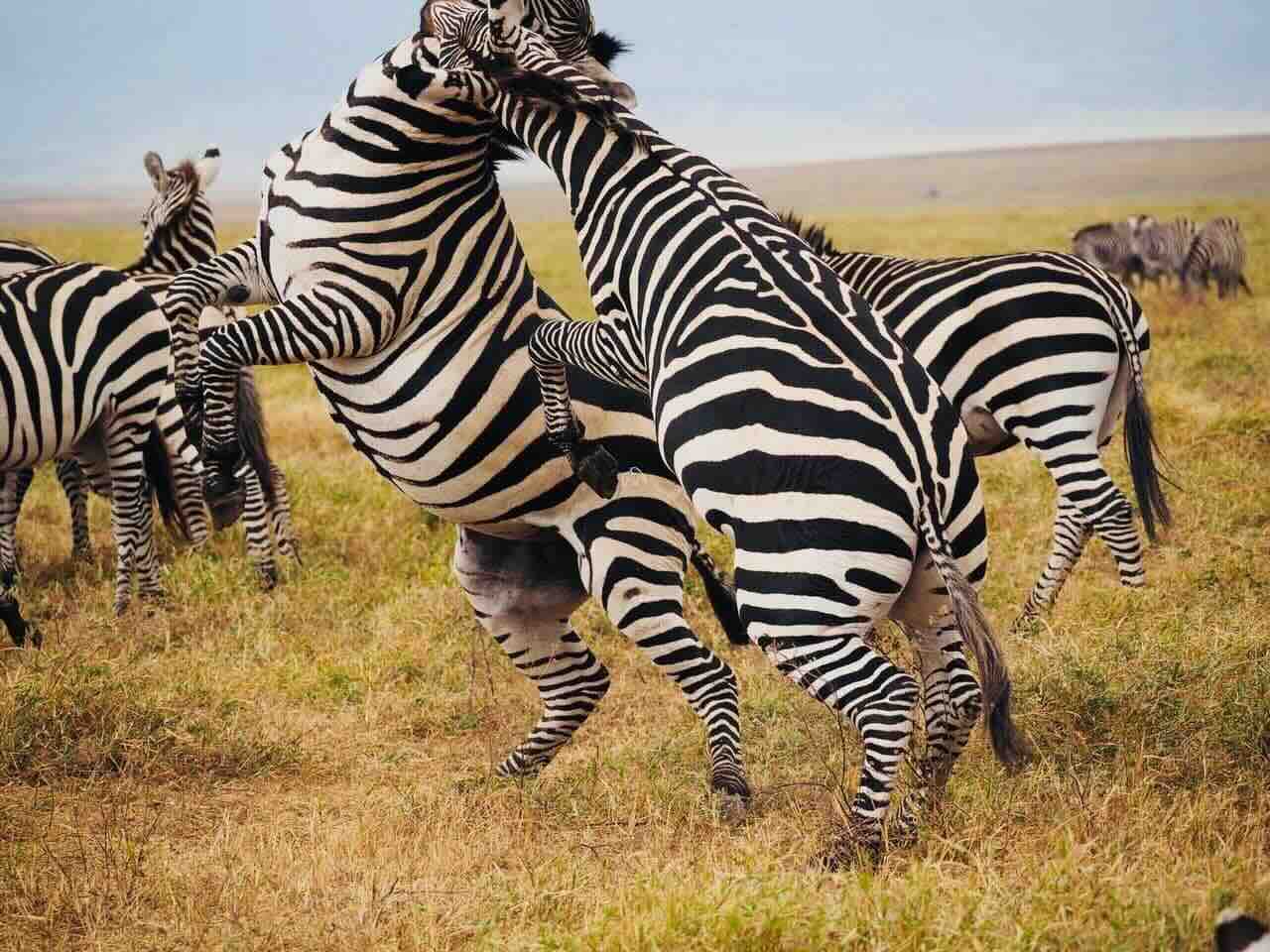 vechtende zebra's op de Serengeti