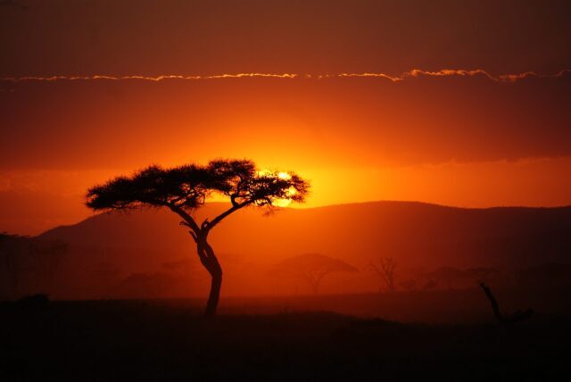 zonsondergang met acacia op de voorgrond en een prachtige oranje lucht met wat mist serengeti tanzania