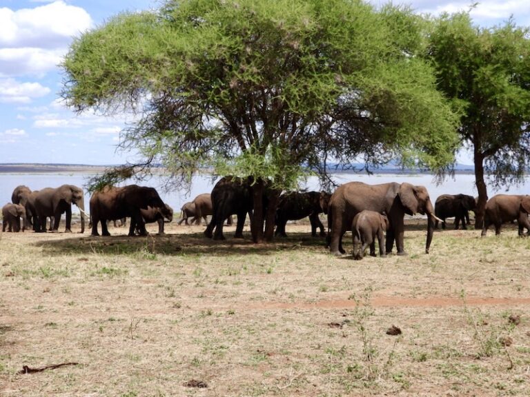 Kuddes olifanten onder de boom in Tarangire