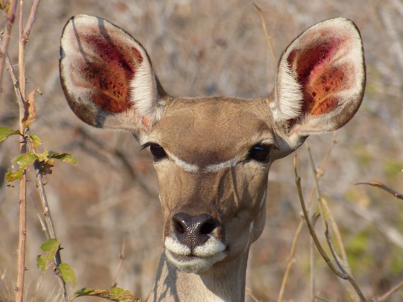close-up van een koedoe in ruaha national park tanzania