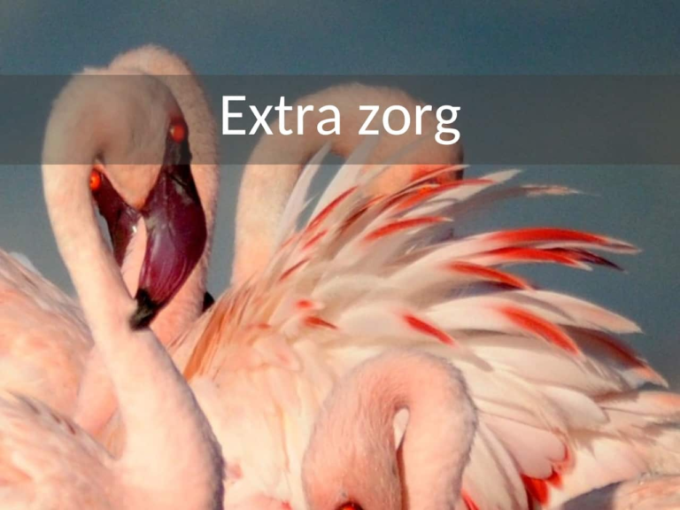 Safari reizen voor mensen met extra zorg. Roze flamingo's van dichtbij met een gekromde nek en rode snavel.