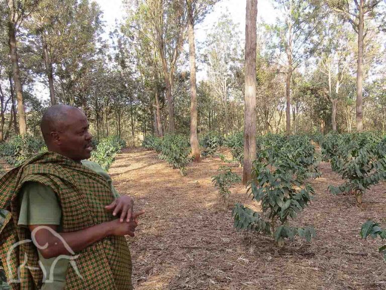 koffieplantage waar een coffee tour wordt gehouden