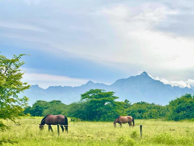 2 paarden in een weiland met op de achtergrond bergen