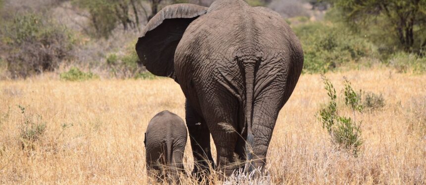 moeder olifant met kleintje die weglopen