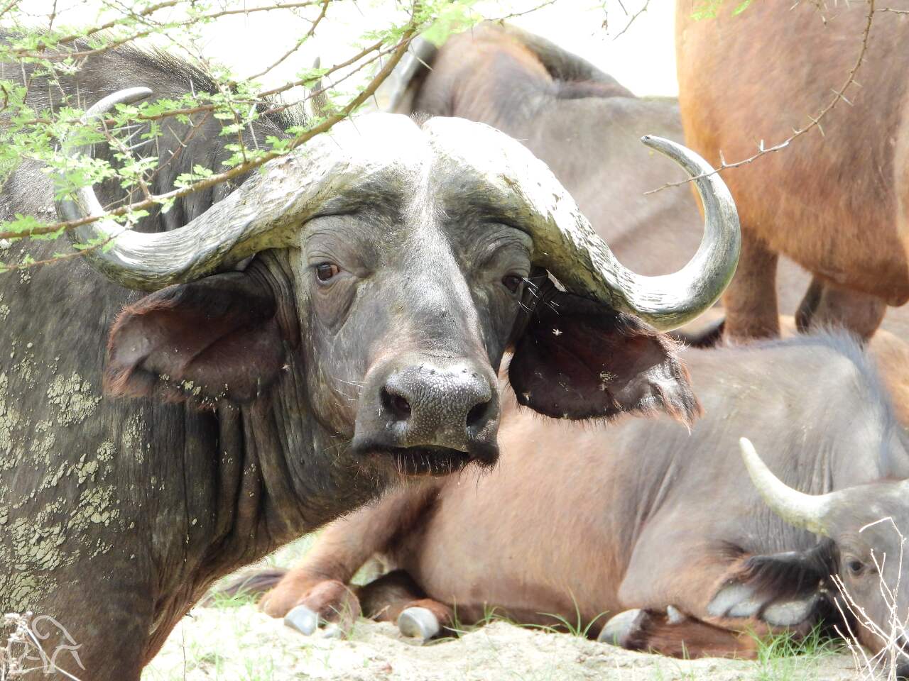 kop van een grote buffalo op de voorgtrond en een andere liggend in het gras.