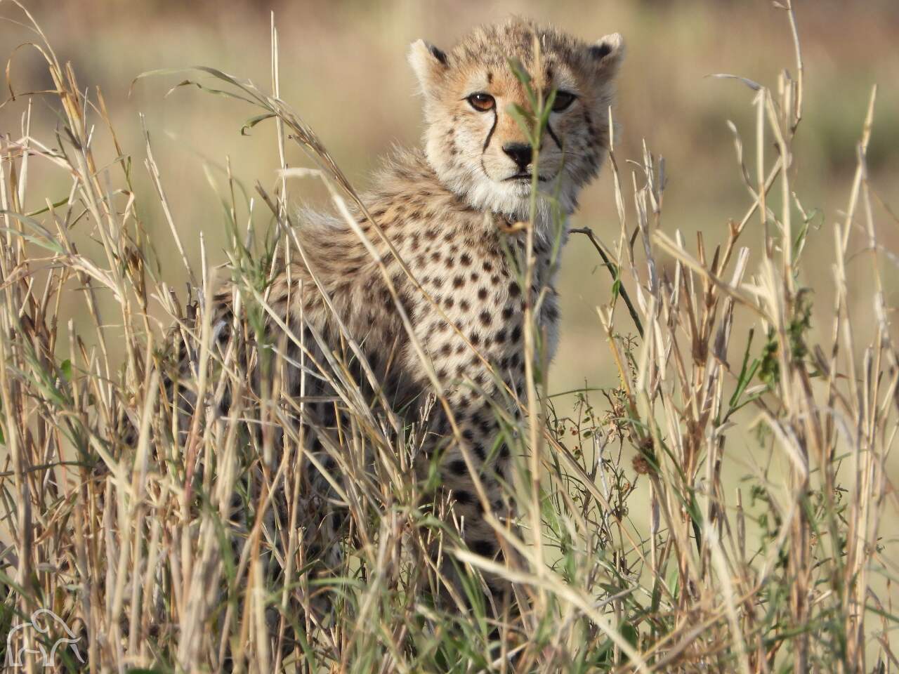 kleine pluizige cheeta die je aankijkt en in het gras zit van de serengeti