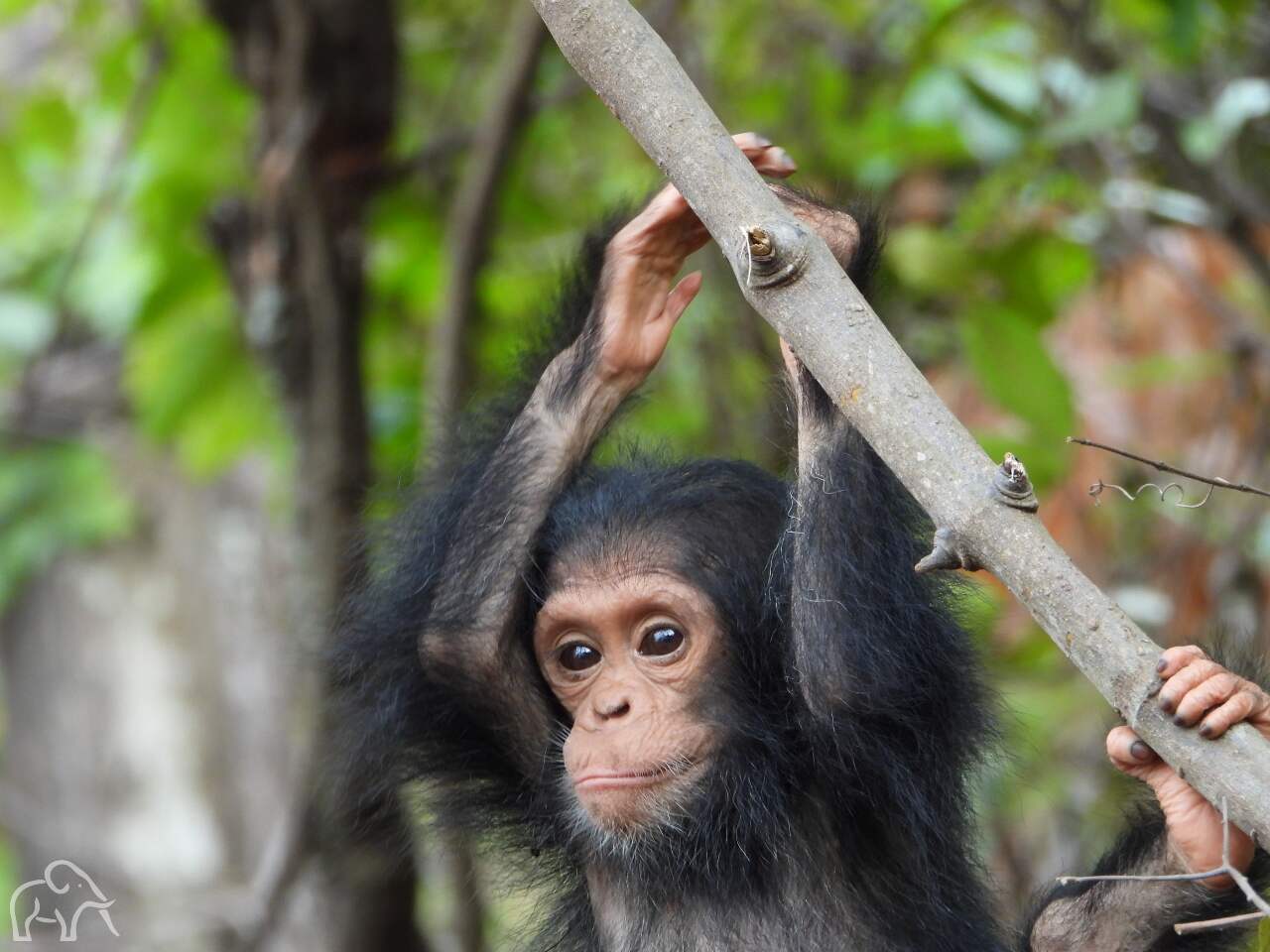 Mahale Tanzania. Chimpansee trekking. Kleine chimpansee die hangt aan een tak en voor zich uit kijkt