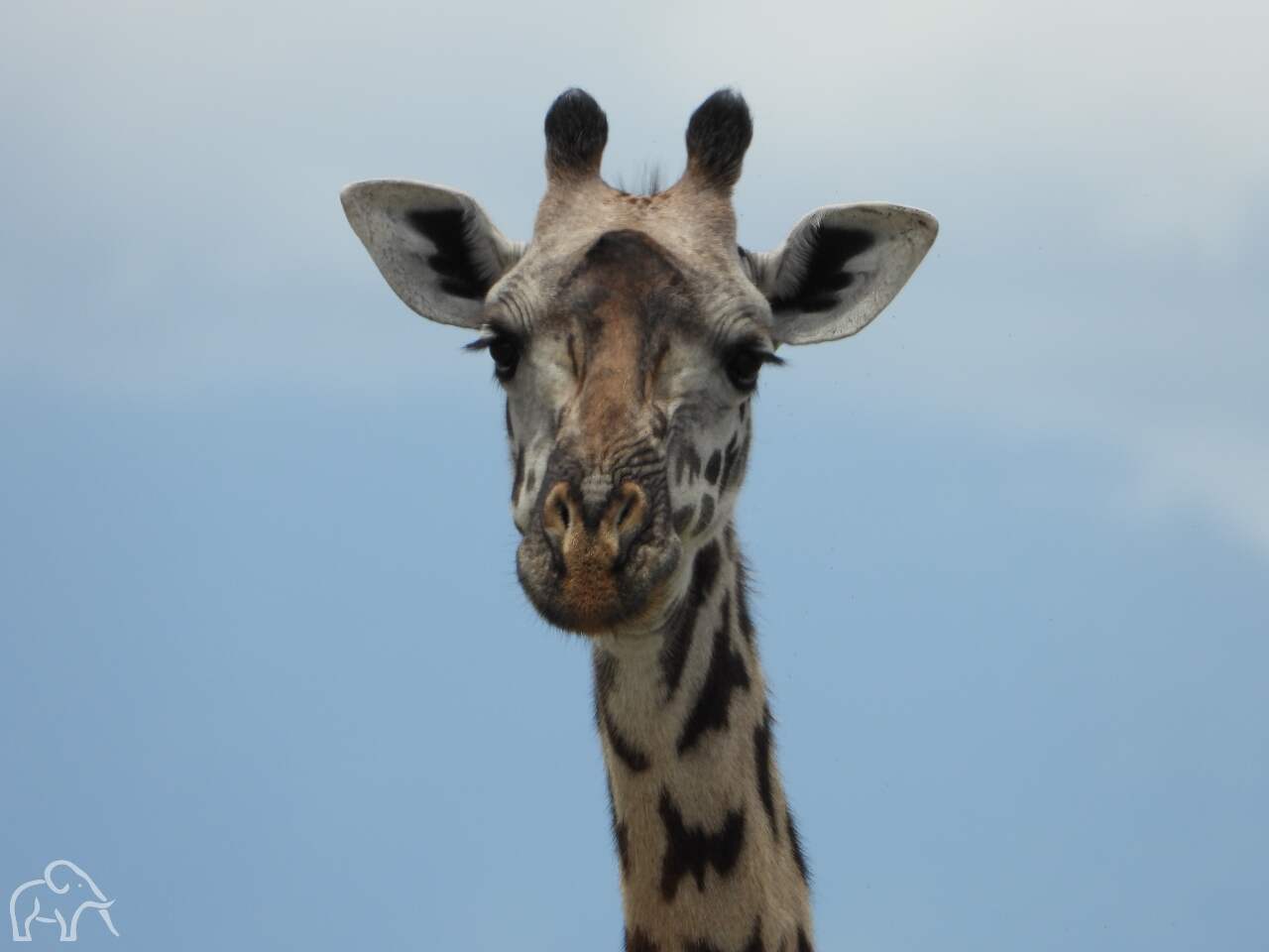 hoofd dichtbij van een giraffe die je aankijkt