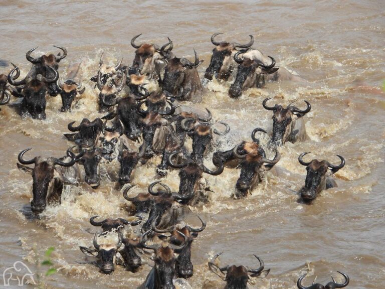 groep van gnoes die zwemmen in de kolkende mara rivier tijdens een crossing