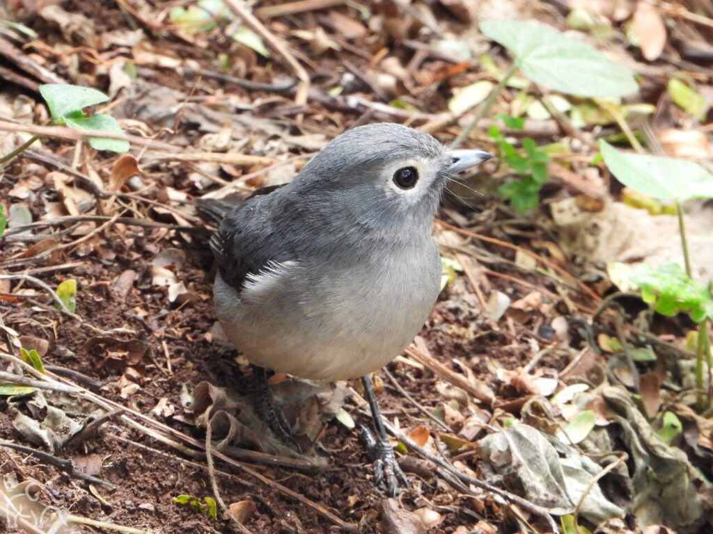 closeup van een kleine grijze vogels zittend op een tak