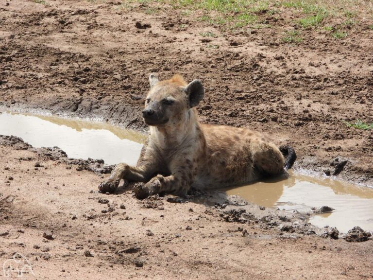 Liggende hyena in een plas water om verkoeling te zoeken. Hij kijkt naar voren
