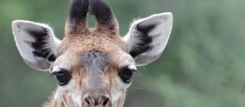 Jonge giraffe kop met grappige harige pluimige hoorntjes je aankijkend met zijn zwarte ogen