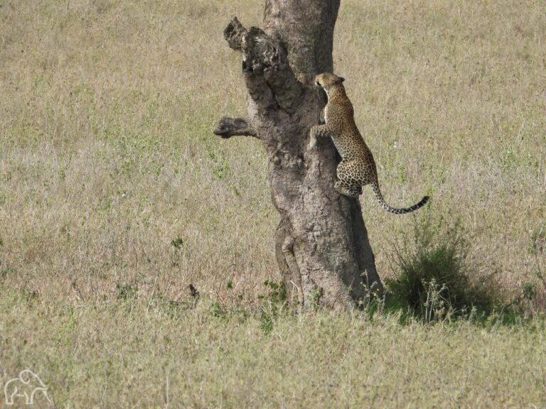 luipaard die in de boom aan het klimmen is op de serengeti