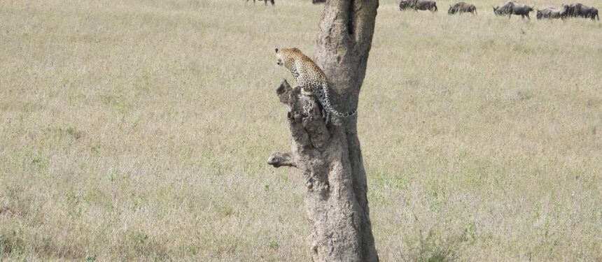 luipaard in een boom uitkijken over de serengeti met in de verte gnoes