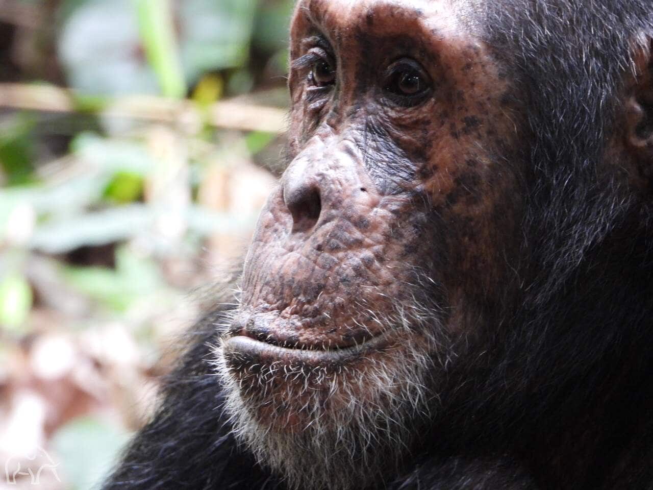 In Mahale Tanzania tijdens een chimpansee trekking. Close-up van het hoofd van een chimpansee met grijzige haren rond de mond en de lippen op elkaar een mooie platte neus en zij kijkt voor zich uit