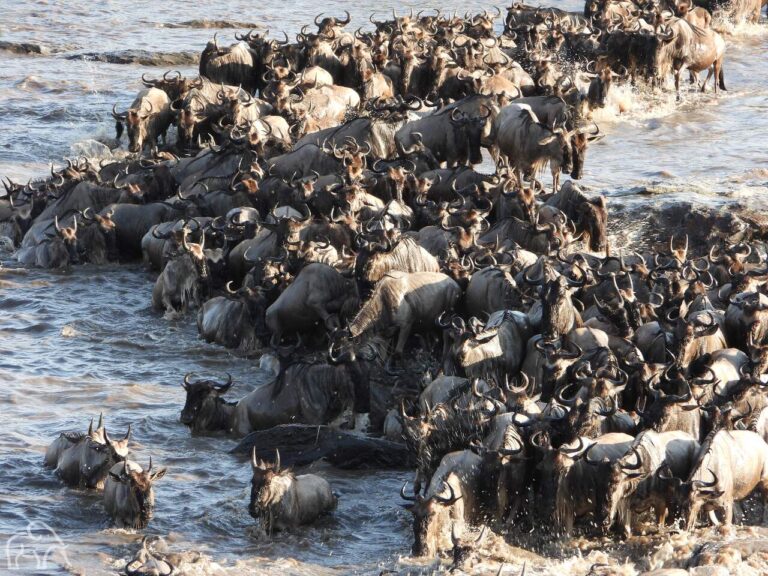 oversteek van een grote groep gnoes door de Mara rivier in Tanzania