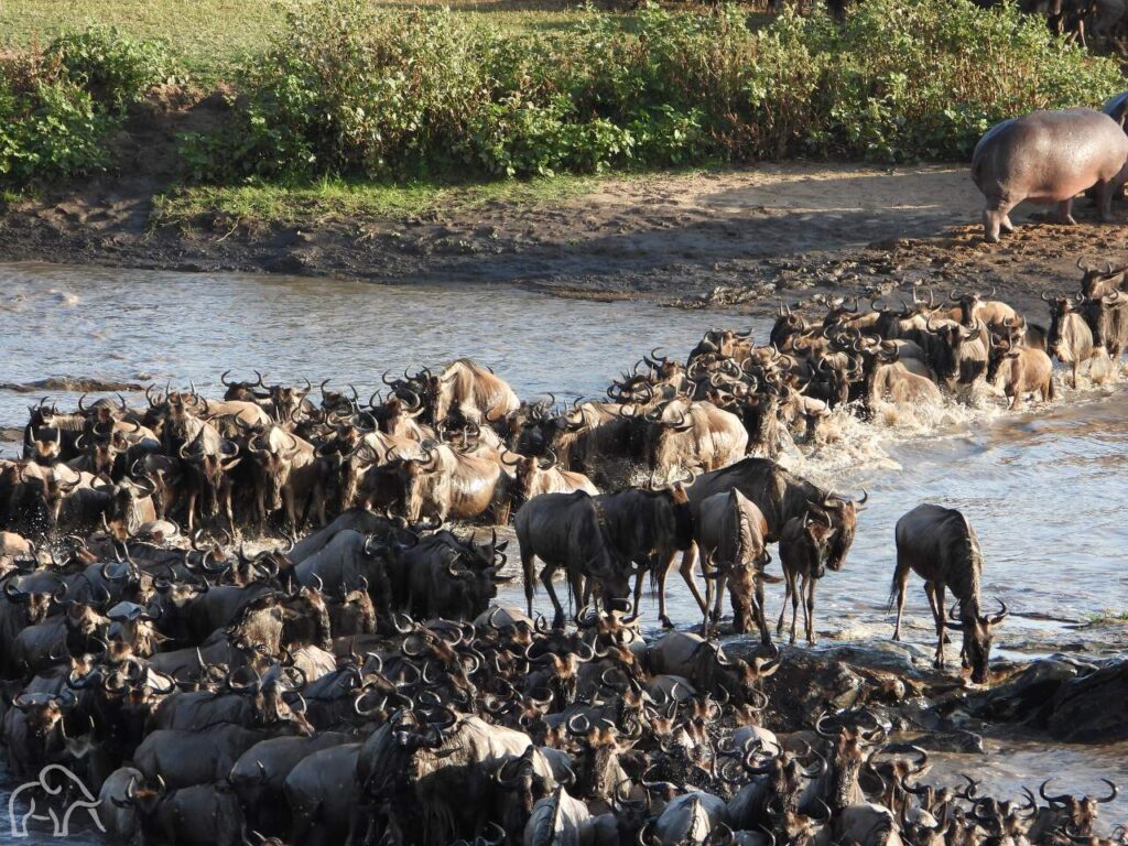 oversteek van een grote groep gnoes van de mara rivier. op de kant staan een aatal verstoorde hippos