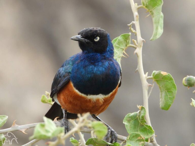 closup van een kleine veelkleurig vogel zittend op een tak. De kop is zwart met een kleine snavel een blauwe nek en vleugels en met een oranje buik