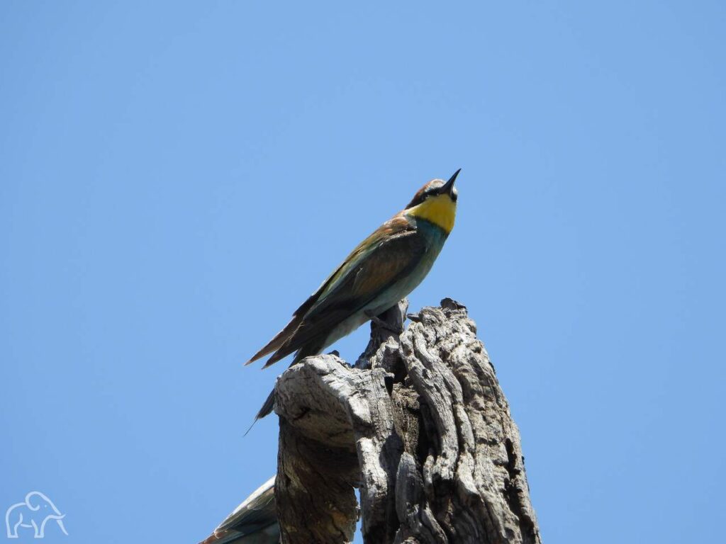 vanonderen een veelkleurige vogel die op een boomstam zit met daarachter een blauwe lucht