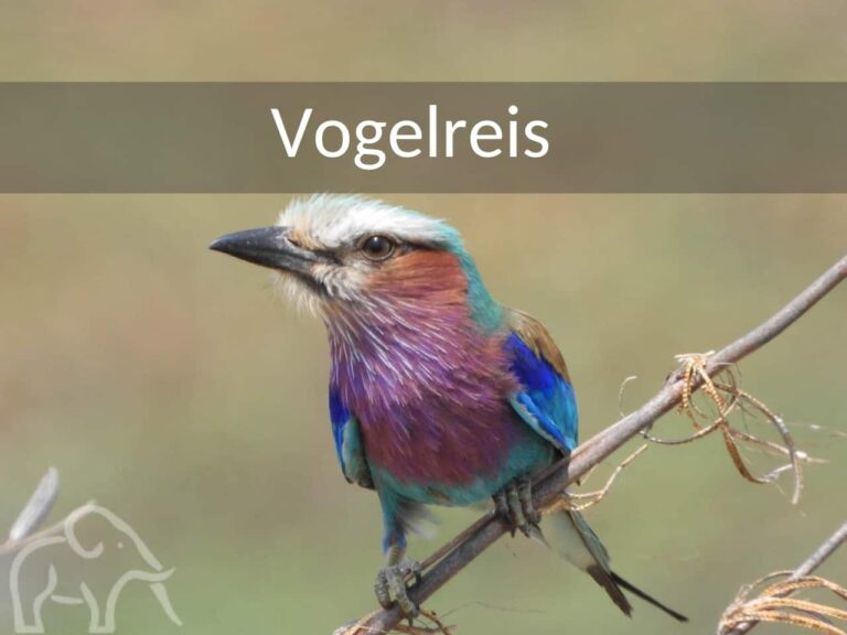 lilac breasted roller gespot op een vogelreis tanzania