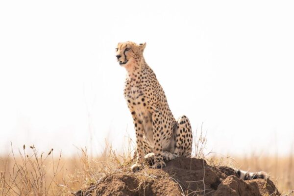 cheeta zittend op een heuveltje in de serengeti en heel geconcentreerd kijkend