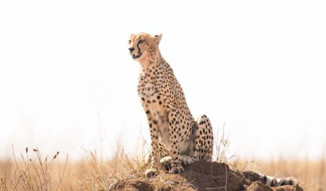 cheeta zittend op een heuveltje in de serengeti en heel geconcentreerd kijkend