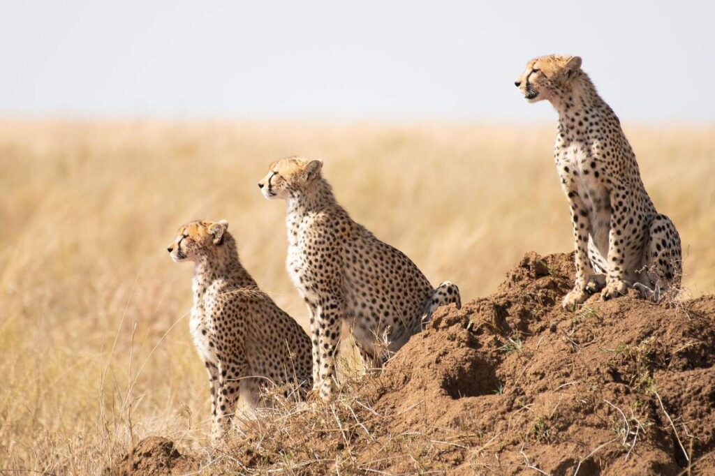 drie cheetahs die heel geconcentreerd naar links kijken op een heuvel op de serengeti