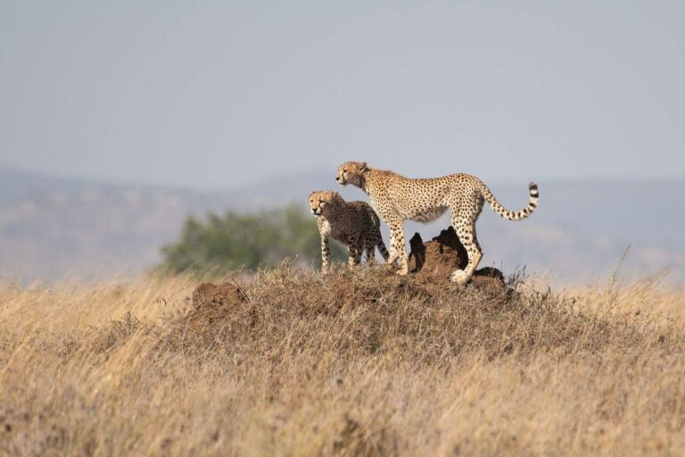 twee cheeta's die op een heuvel lopen midden op de serengeti