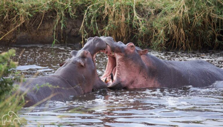 twee vechtende nijlpaarden met opengesperde bek in water poel