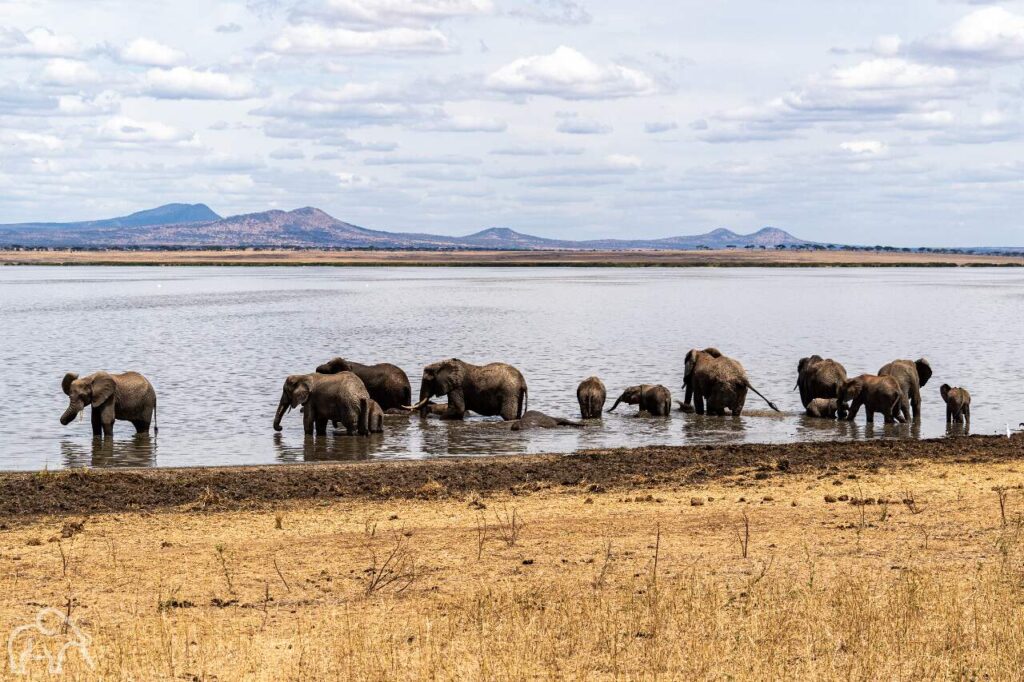 grote groep olifanten die in het water staan en drinken