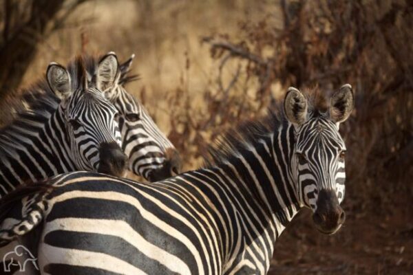 close up van drie zebra's die je aankijken met de achtergrond vervaagd