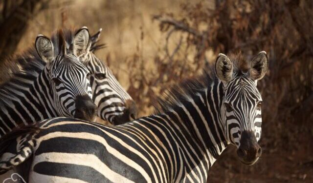 close up van drie zebra's die je aankijken met de achtergrond vervaagd
