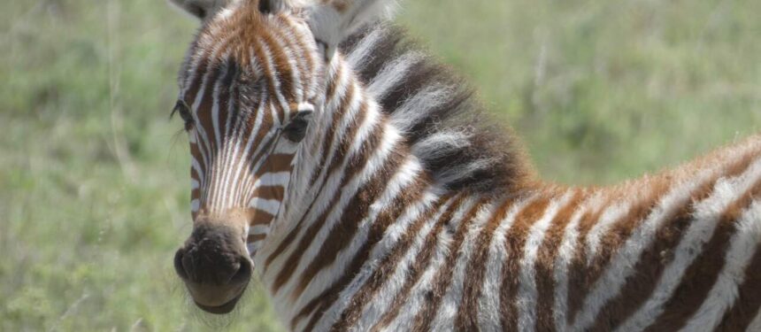 3 weken oude zebra die je aankijkt ze is nog steeds een beetje pluizig