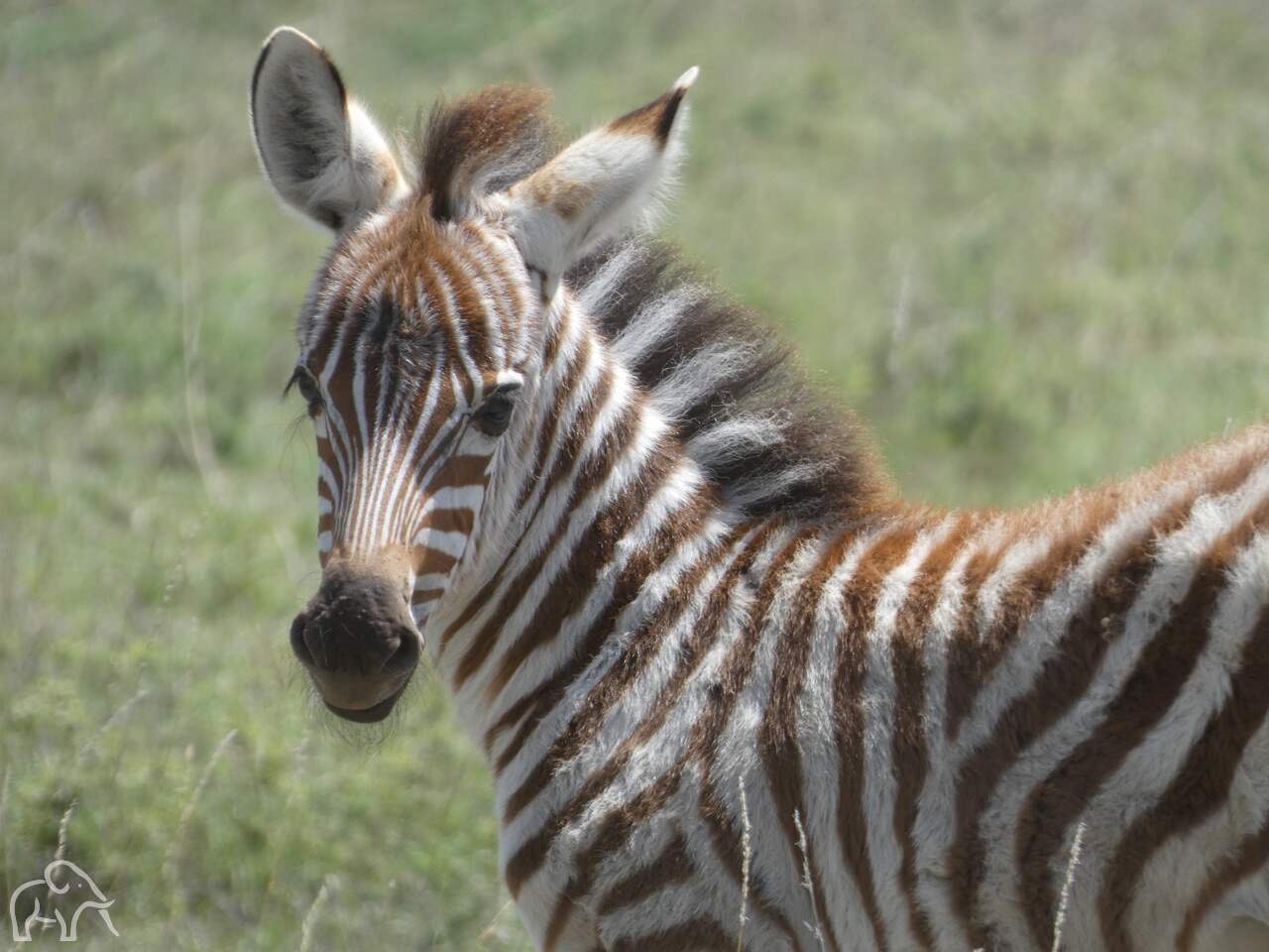 3 weken oude zebra die je aankijkt ze is nog steeds een beetje pluizig