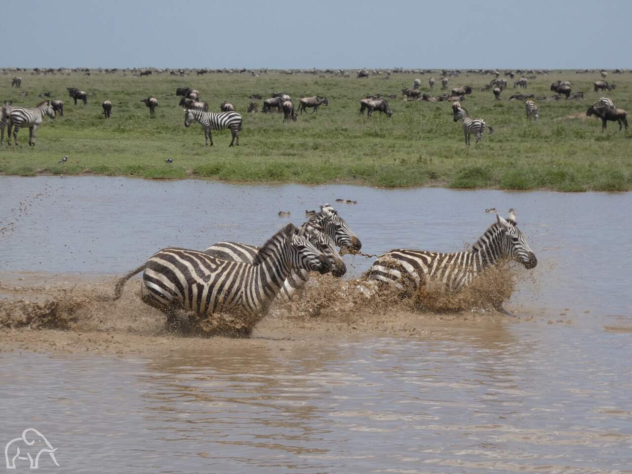 drie rennende zebra's in waterpoel met daarachter allemaal gnoes in de buurt van ndutu serengeti