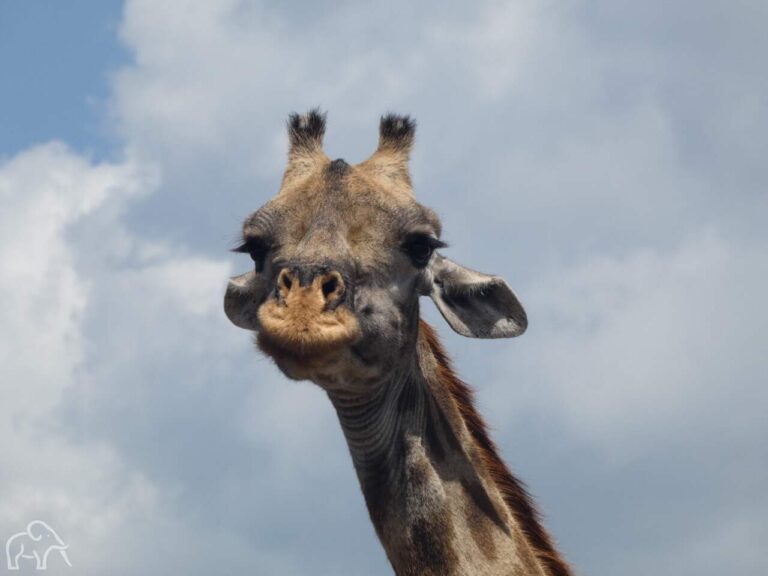 giraffe die je recht aankijkt tijdens een safari
