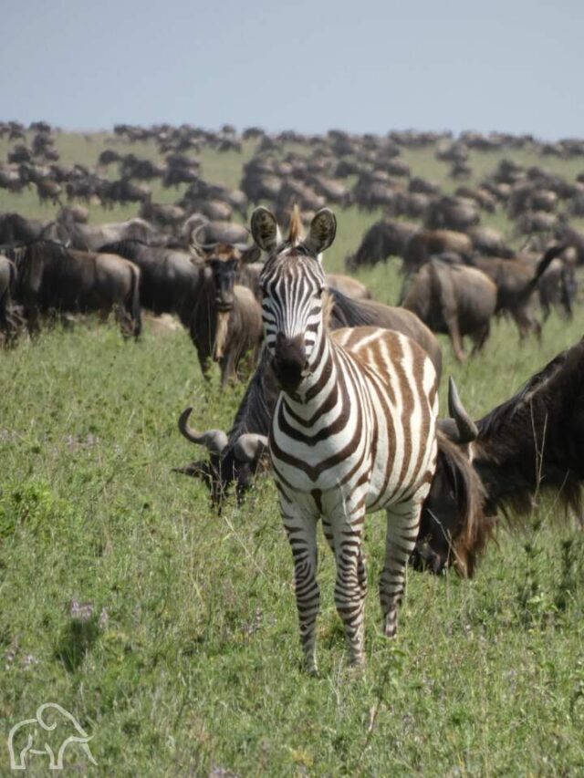 We hebben ongeveer zebra's gezien Droomreis Tanzania