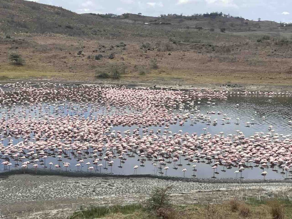 Meer in Arusha national park die roze ziet van grote groepen flamingo's