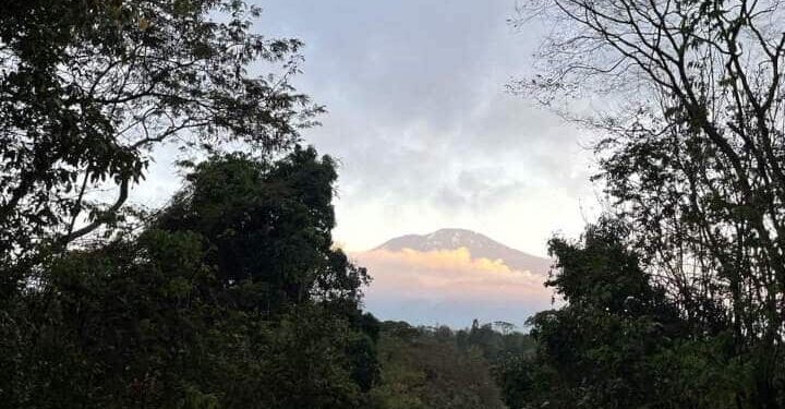 De witte top van de Kilimanjaro in het ochtendlicht