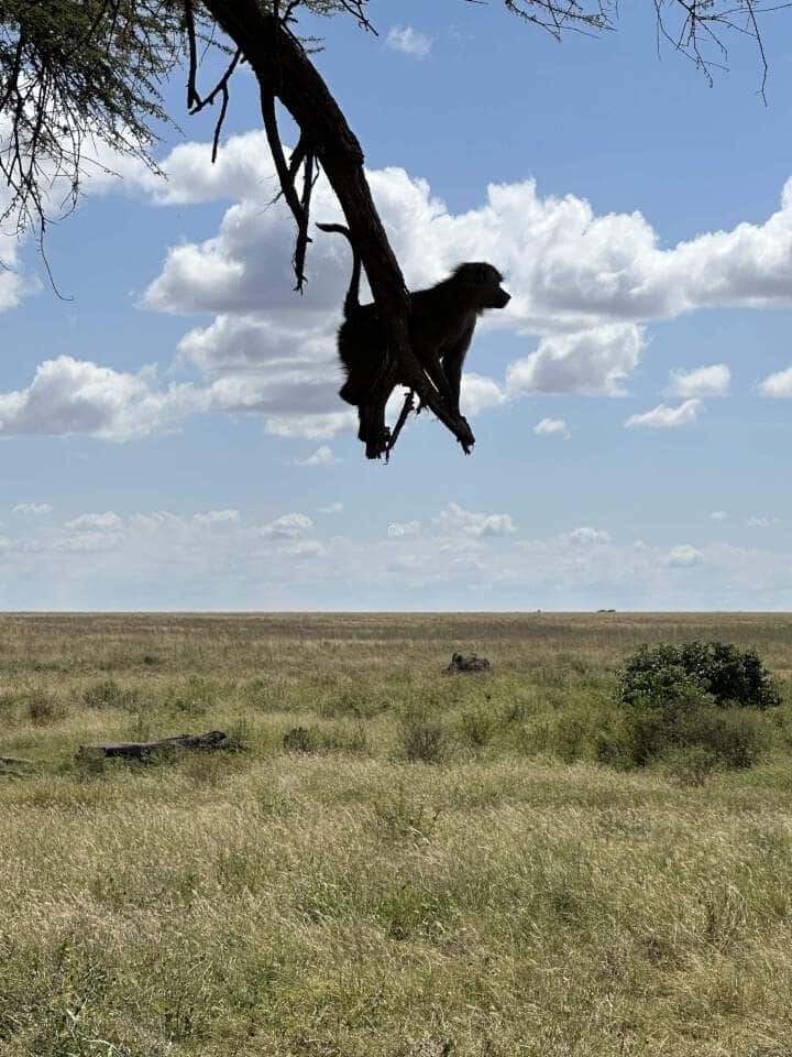 baboon op het uiteinde van een tak uitkijken over de gele vlakte van de serengeti