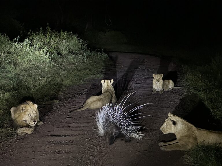 in het donker verlicht door een lamp een groep van vier leeuwen die om een stekelvarken heen liggen